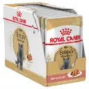 RC,British Shorthair Wet Food 85g.webp