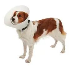 BUSTER Classic Dog Collar 25cm.webp