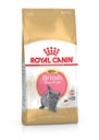 RC,British shorthair kitten 2kgكيتين بريتيش شورت هير