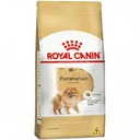 RC,POMERANIAN ADULT 1.5KGكلب صغير طويل الشعر البالغ