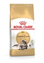 RC,Maine Coon Adult 2kgقط مين كون بالغ