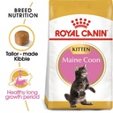 RC,Maine Coon Kitten 2kgقطة مين كون