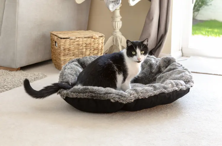 Mikki Cat Luxury Magic Pet Bed Pillow - Charcoalميكي
