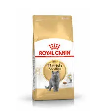 [SVT-0022] RC,British Shorthair Adult 4kgقط بريطاني قصير الشعر بالغ