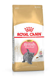 [SVT-0023] RC,British shorthair kitten 2kgكيتين بريتيش شورت هير