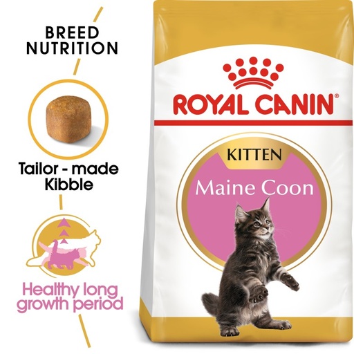 [SVT-0425] RC,Maine Coon Kitten 2kgقطة مين كون
